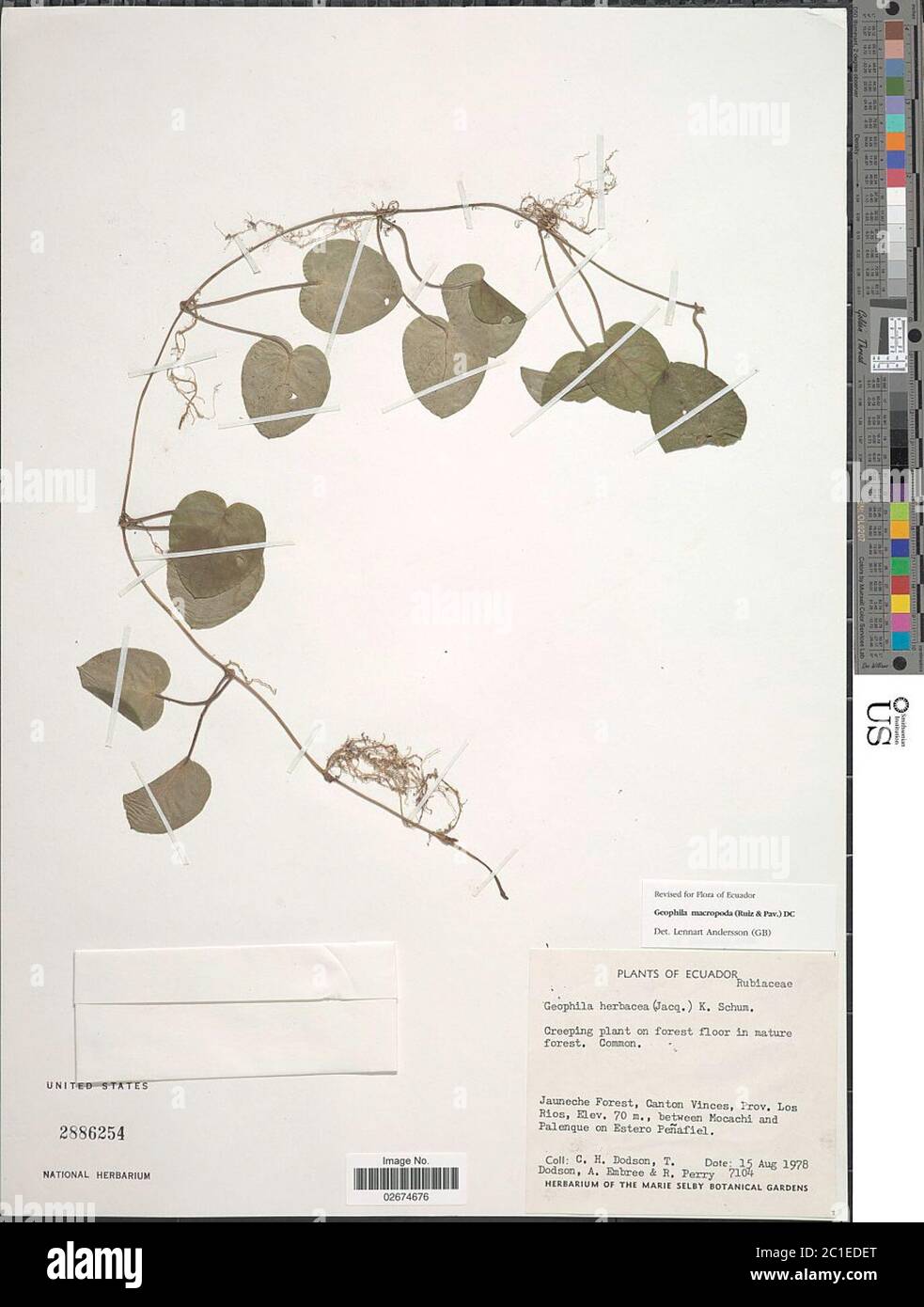 Geophila macropoda Ruiz Pav DC Geophila macropoda Ruiz Pav DC. Stock Photo