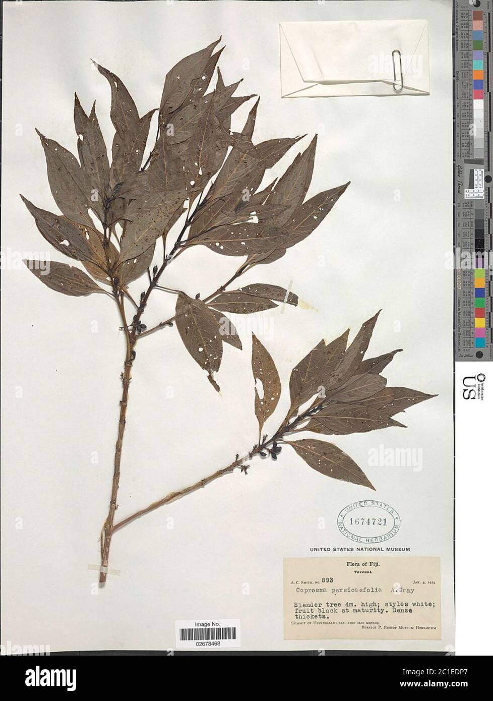 Coprosma persicaefolia A Gray Coprosma persicaefolia A Gray. Stock Photo