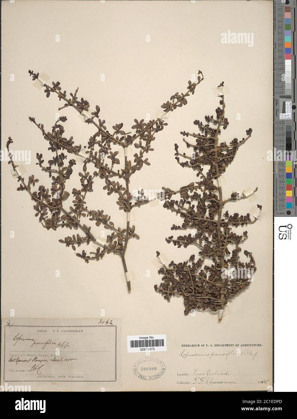 Coprosma parviflora Coprosma parviflora. Stock Photo