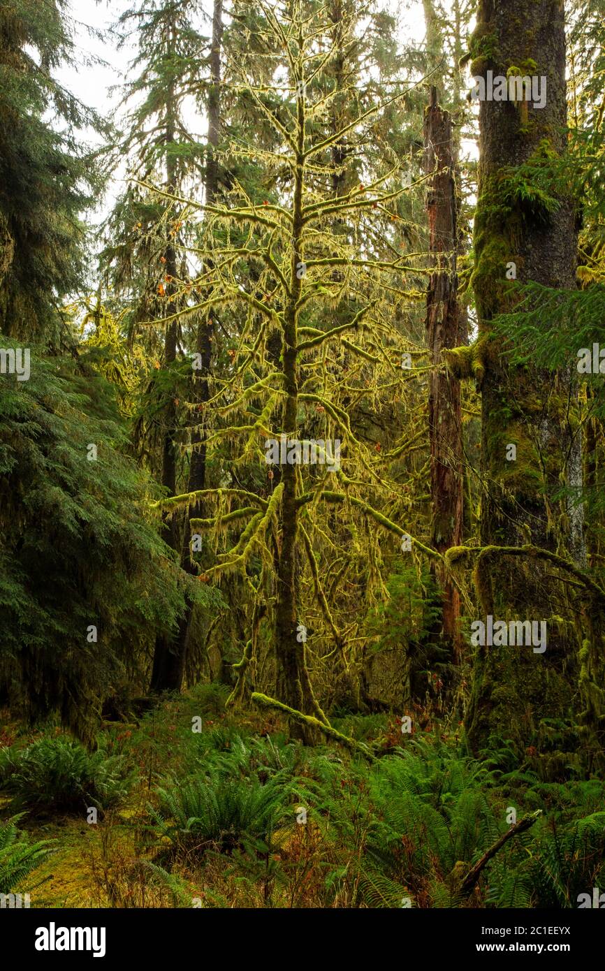 WA1680300...WASHINGTON Amongest the evergreen trees this maple tree