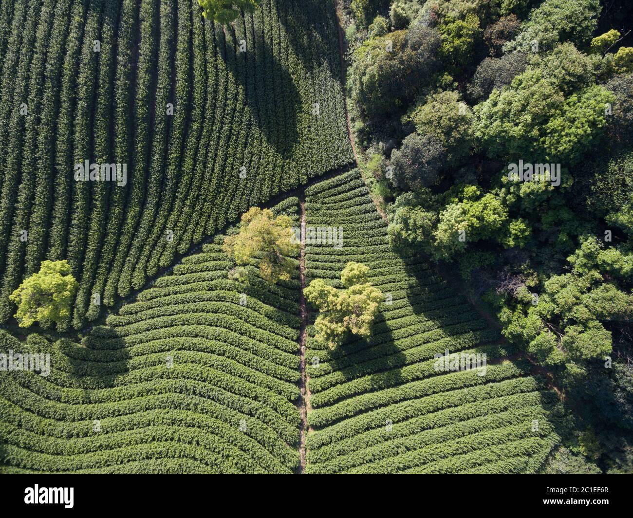 Beautiful landscape view of tea plantation Stock Photo