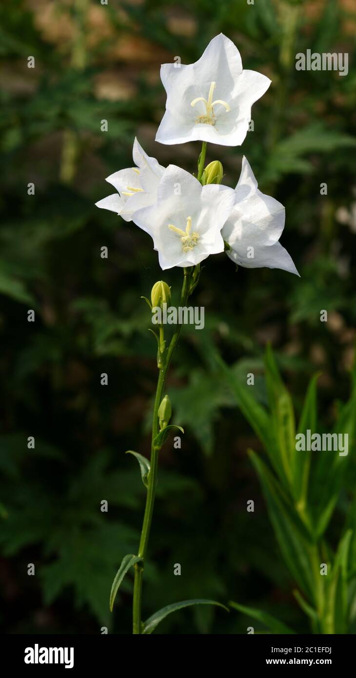 A single stem and white Campanula  flowers . Stock Photo