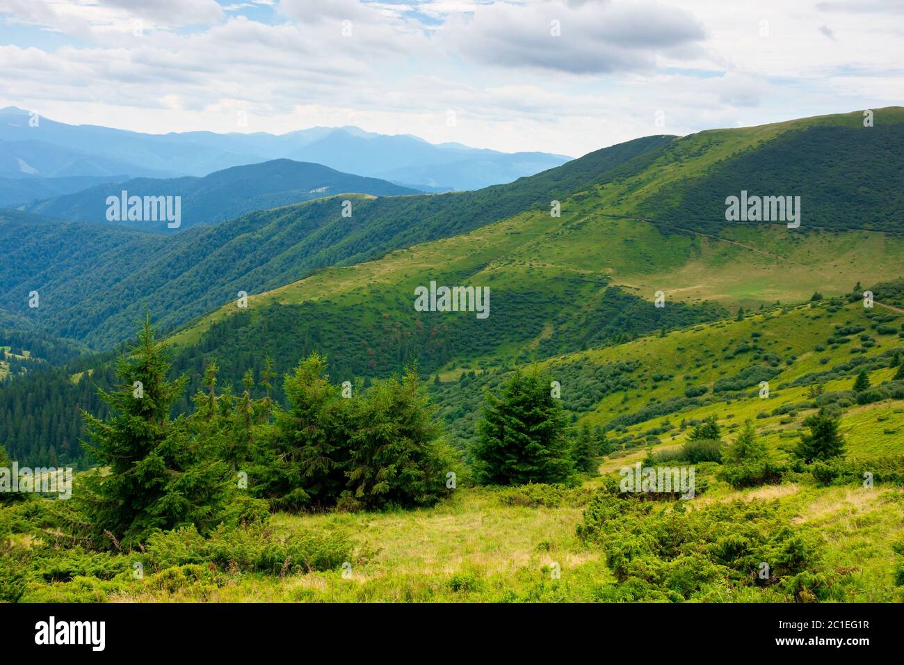 summer landscape of valley in mountains. trees and green meadows on