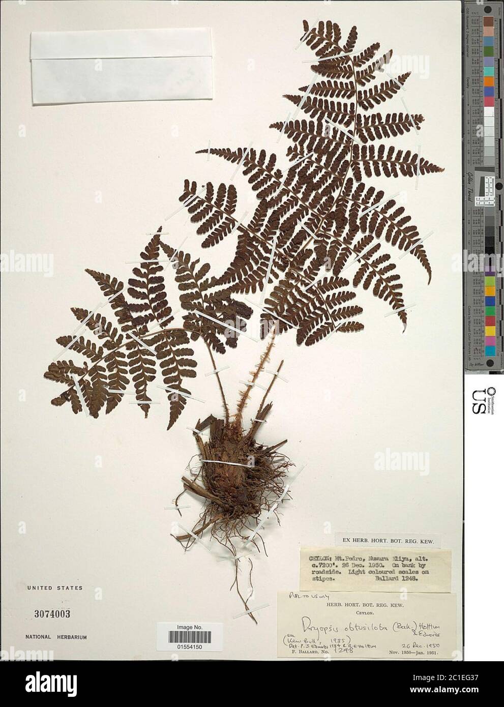 Dryopteris ferruginea var obtusiloba Dryopteris ferruginea var obtusiloba. Stock Photo