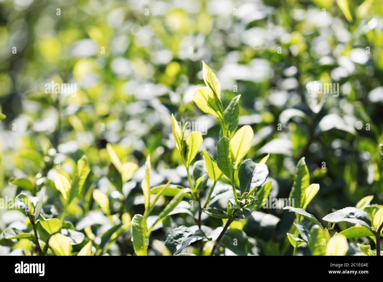 Beautiful landscape view of tea plantation Stock Photo