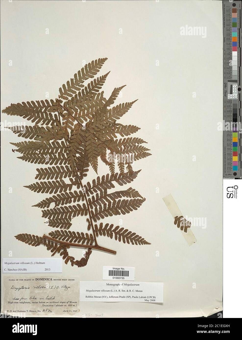 Megalastrum villosum Megalastrum villosum. Stock Photo