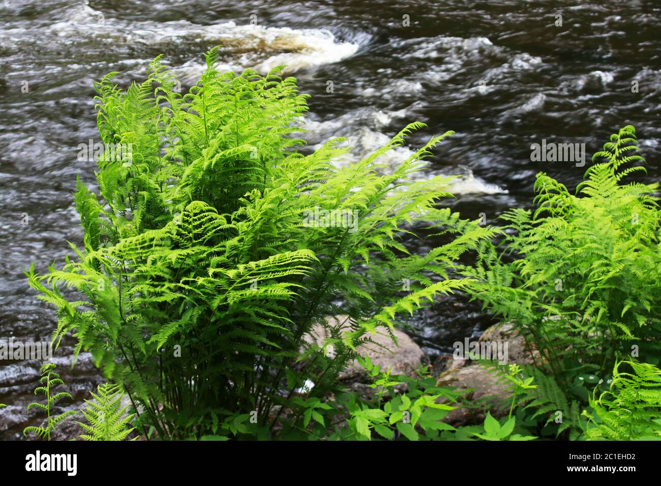 a forest tranquil Volchya River in a mixed forest in the summer on the territory of the reserve. Leningrad Region, Russia. dense Stock Photo