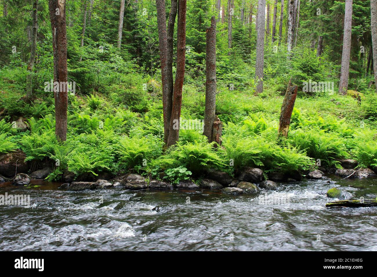 a forest tranquil Volchya River in a mixed forest in the summer on the territory of the reserve. Leningrad Region, Russia. dense Stock Photo