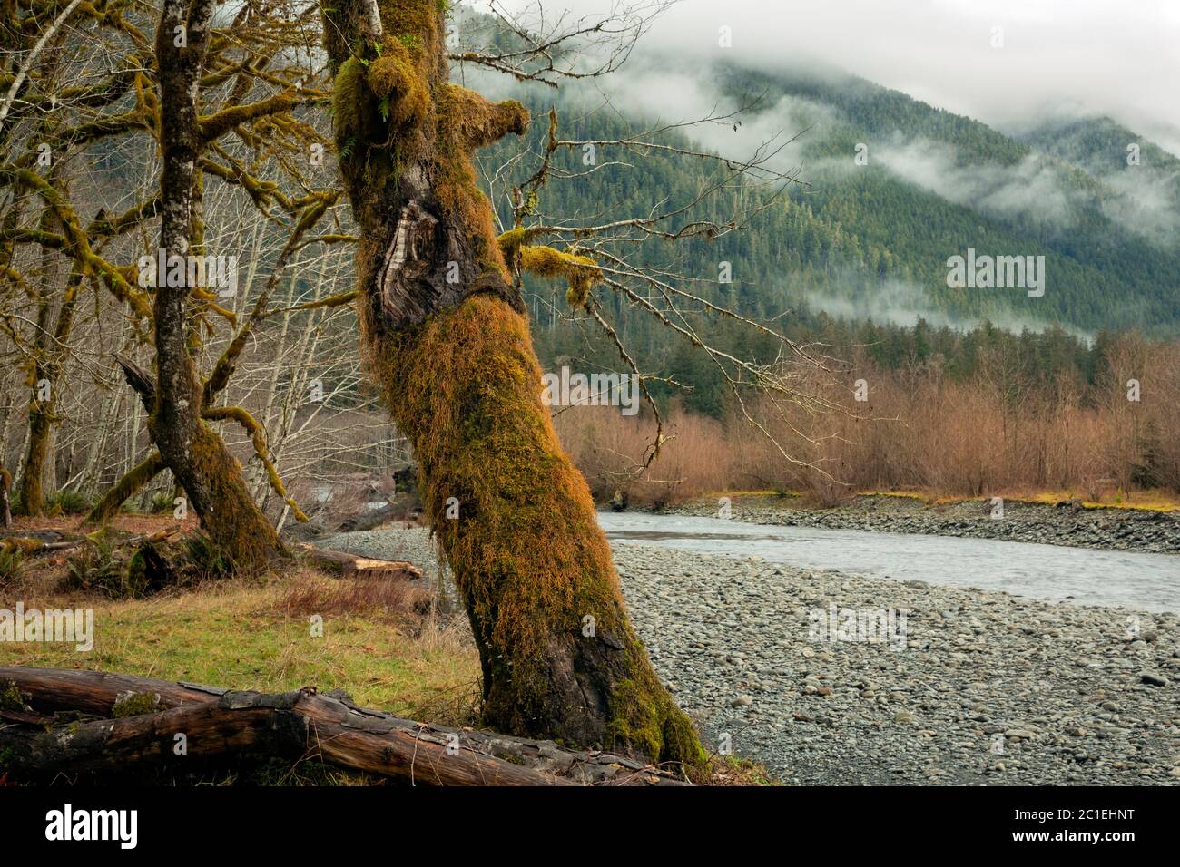 Moss in rivers hi-res stock photography and images - Alamy