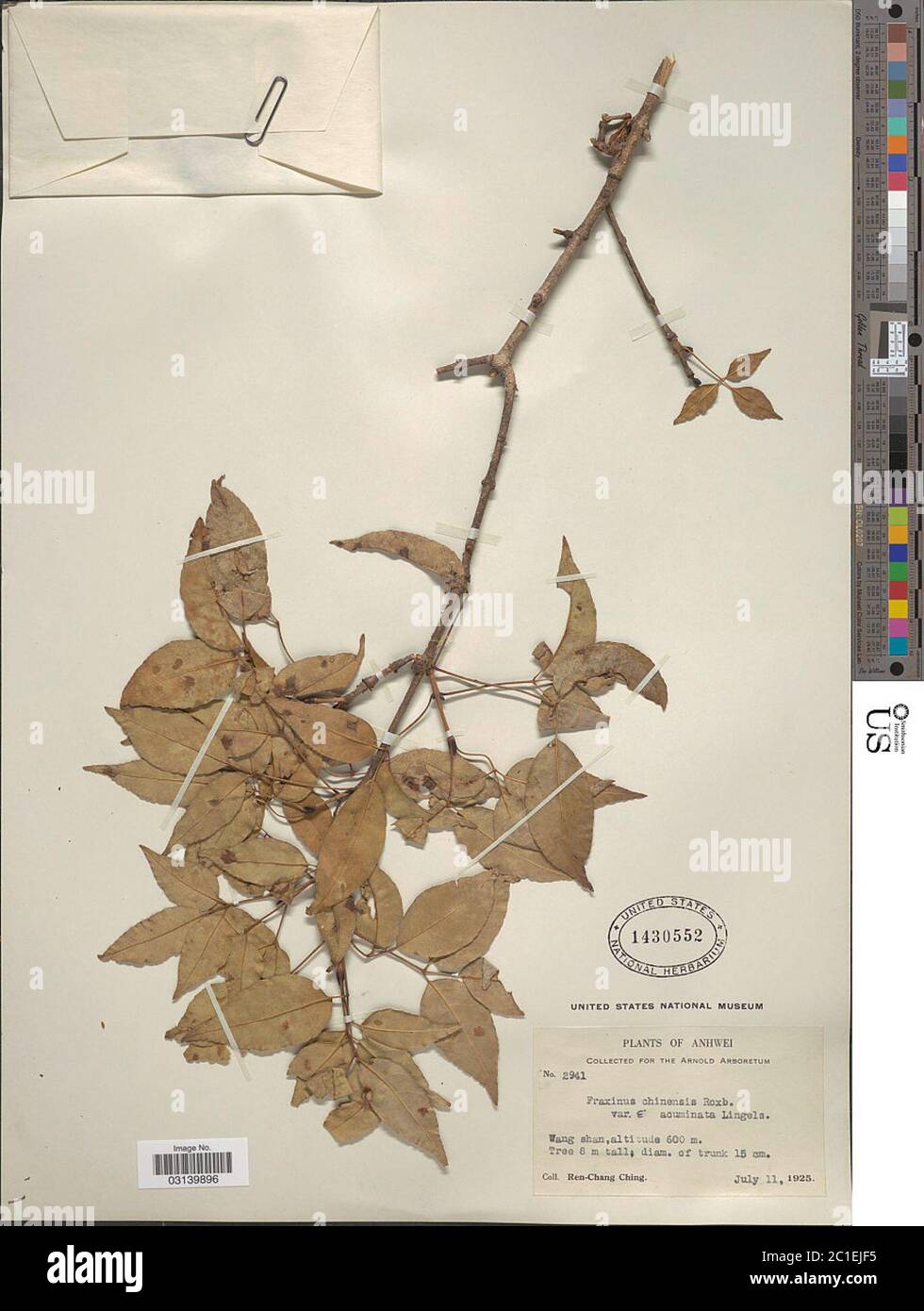 Fraxinus chinensis var acuminata Lingelsh Fraxinus chinensis var acuminata Lingelsh. Stock Photo