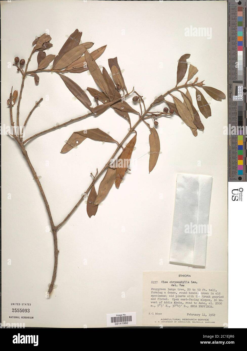 Olea chrysophylla Olea chrysophylla. Stock Photo