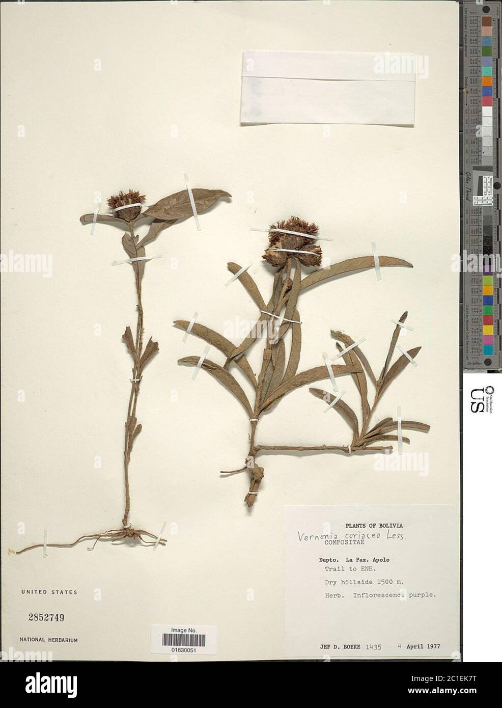 Lessingianthus coriaceus Less H Rob Lessingianthus coriaceus Less H Rob. Stock Photo