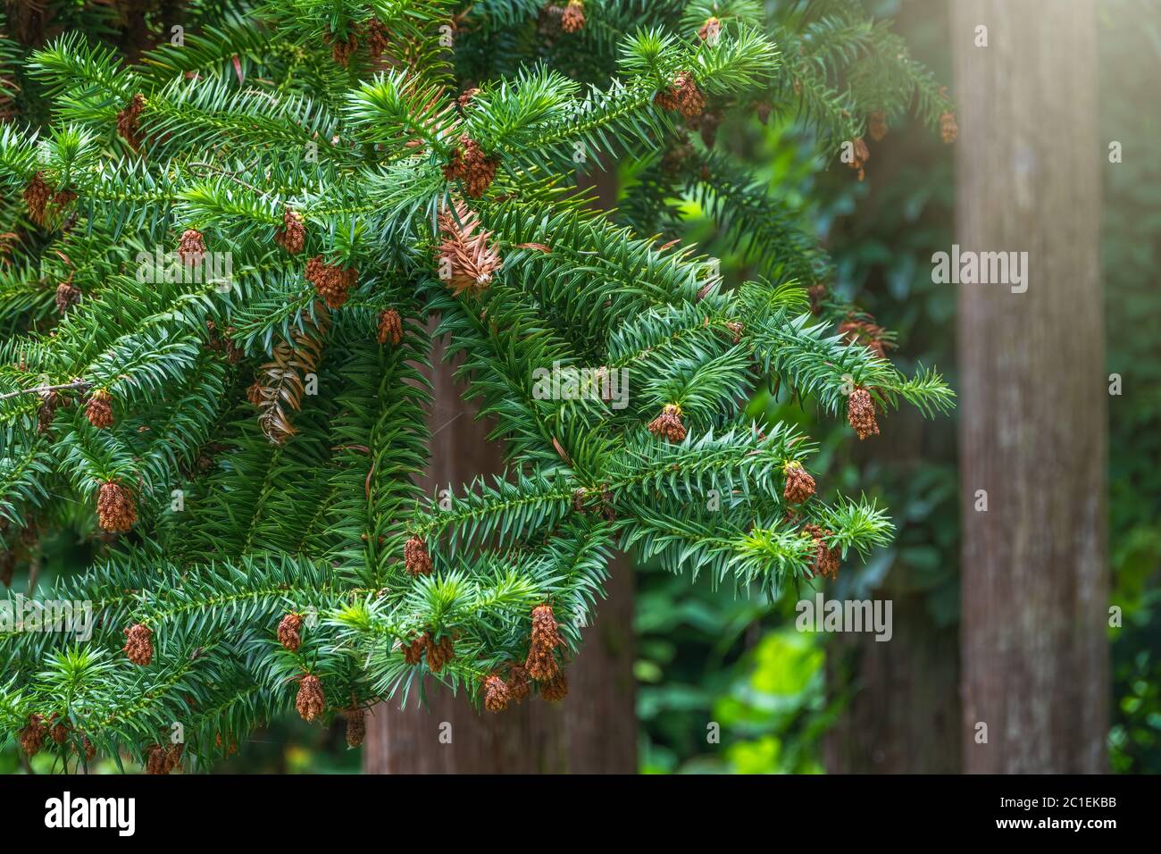 Green branches of the evergreen tree Cryptomeria. Cryptomeria japonica, Japanese cedar or Japanese redwood, evergreen tree, attractive needle shaped l Stock Photo