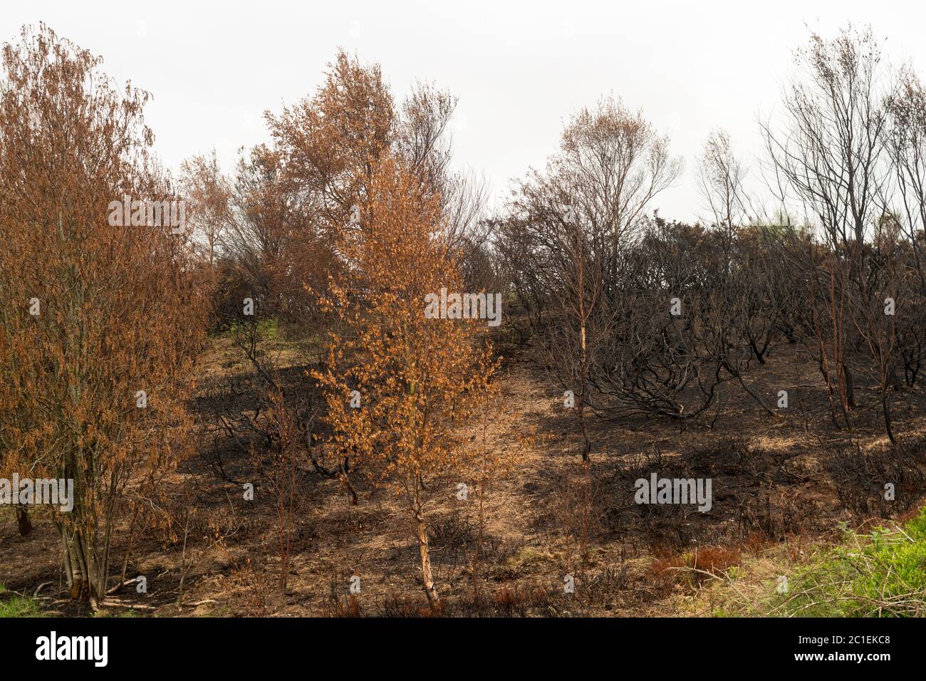 A large section of the heathland on Waldridge Fell has been damaged by a wildfire in May 2020, near Chester-le-Street, Co. Durham, England, UK Stock Photo