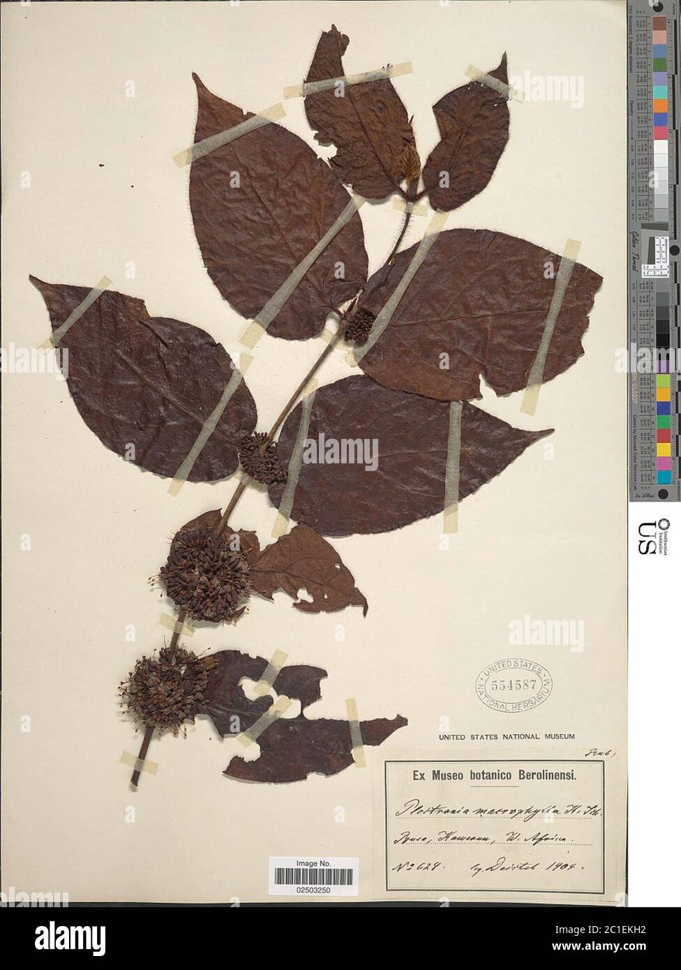 Canthium hi-res stock photography and images - Page 2 - Alamy