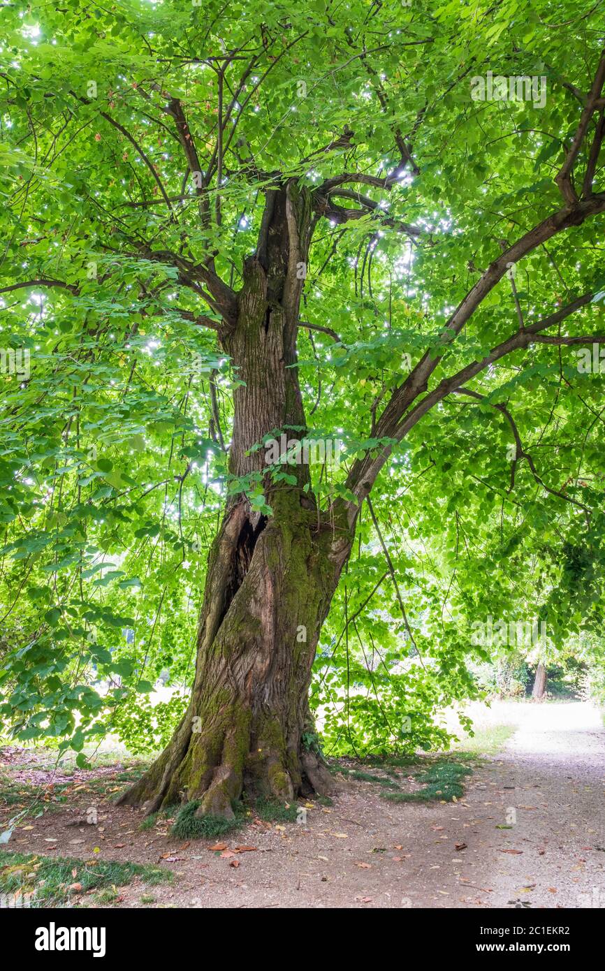 Large linden tree with dense green foliage. Cloudy weather in the forest or park. Tilia dasystyla is a deciduous lime tree species Stock Photo