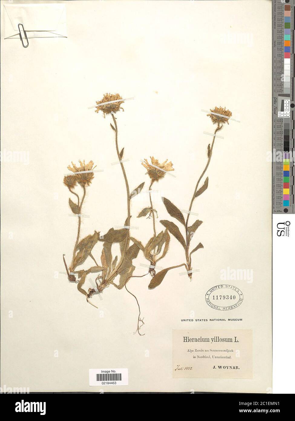 Hieracium villosum Hieracium villosum. Stock Photo