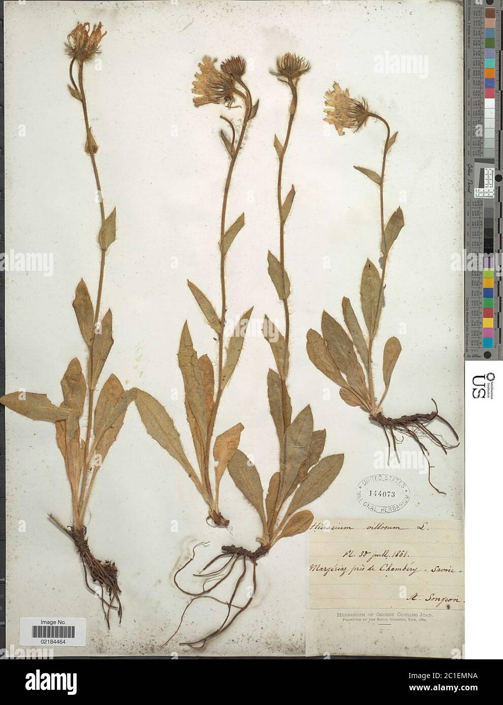 Hieracium villosum Hieracium villosum. Stock Photo
