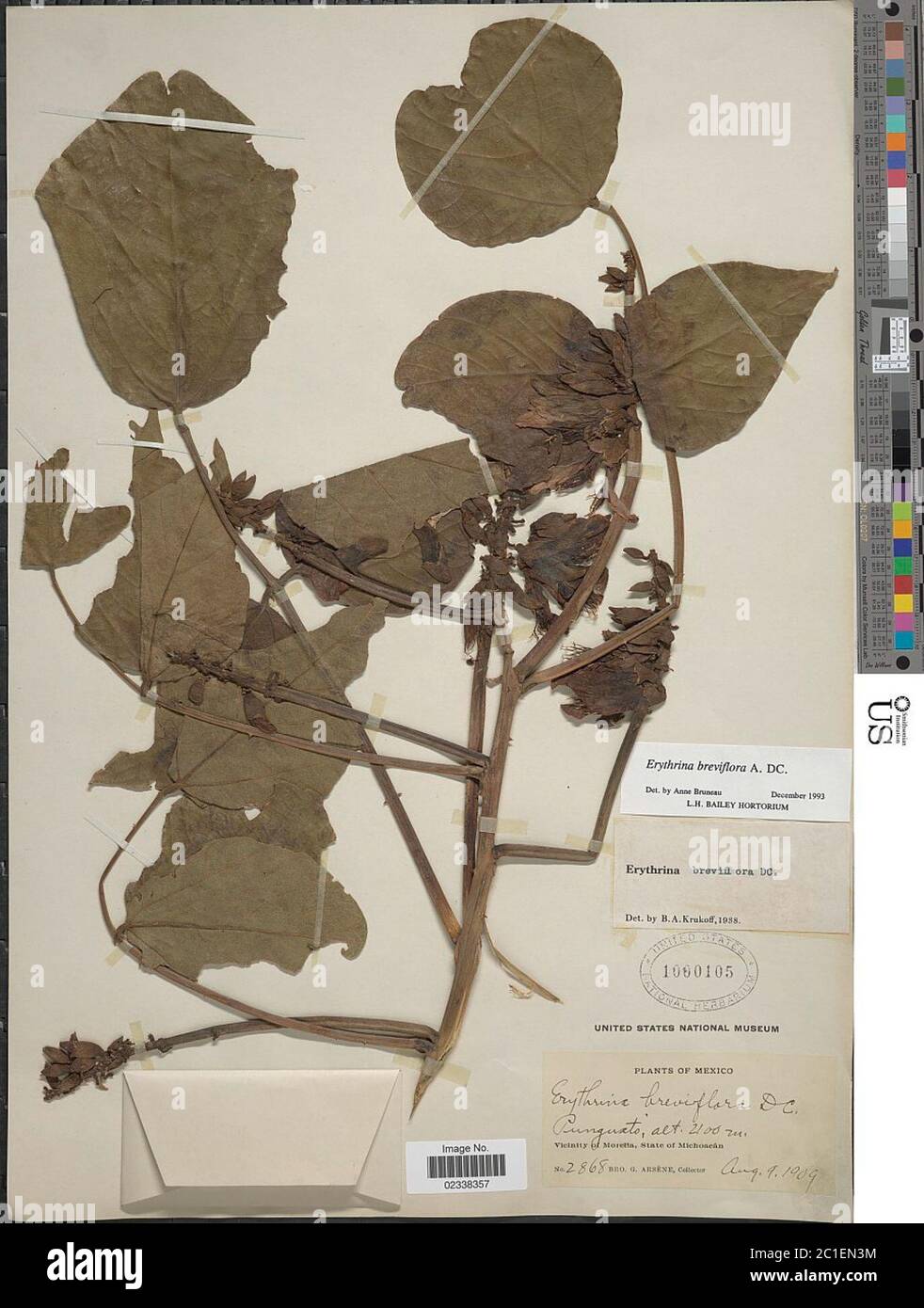 Erythrina breviflora Erythrina breviflora. Stock Photo