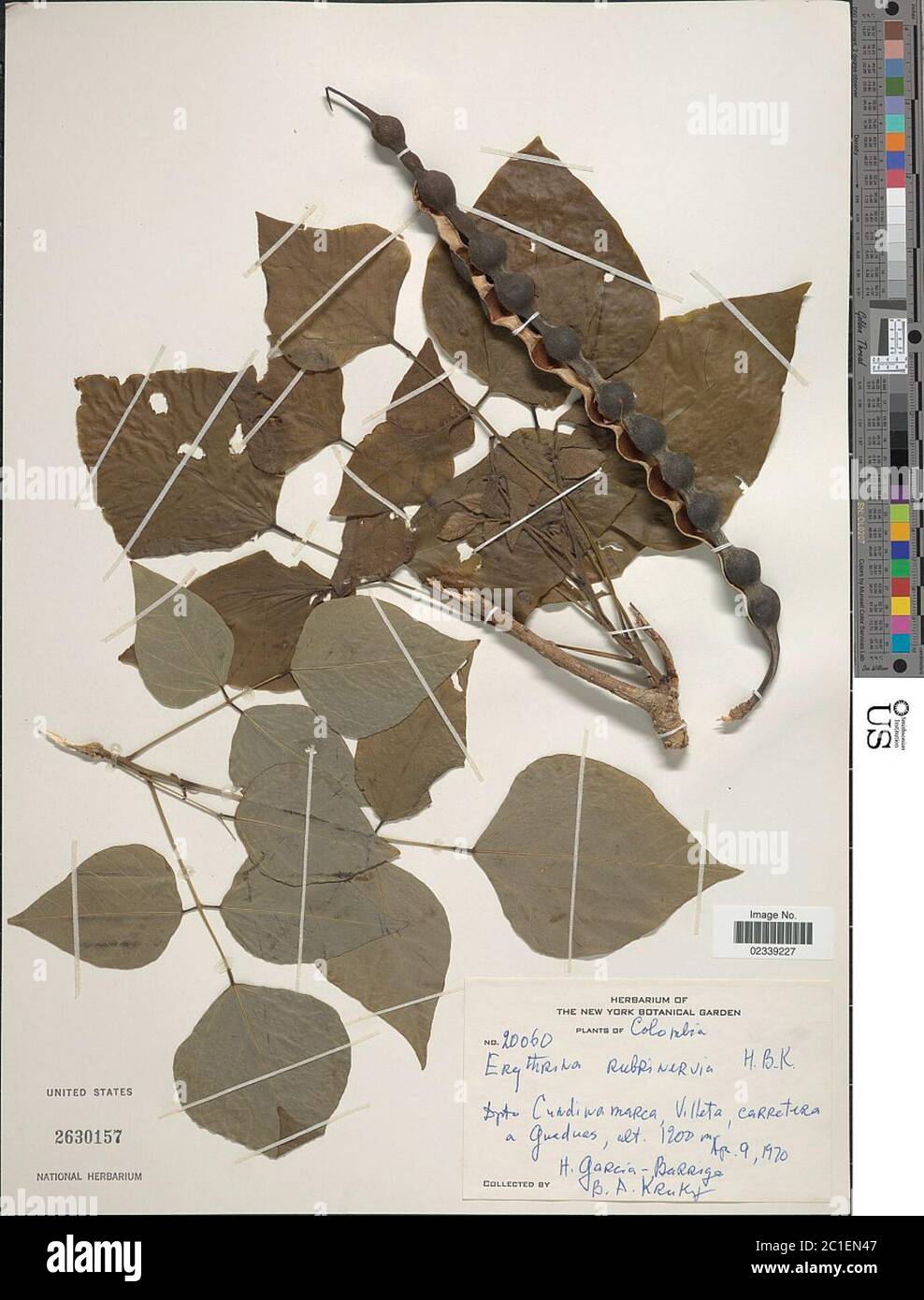 Erythrina rubrinervia Kunth Erythrina rubrinervia Kunth. Stock Photo