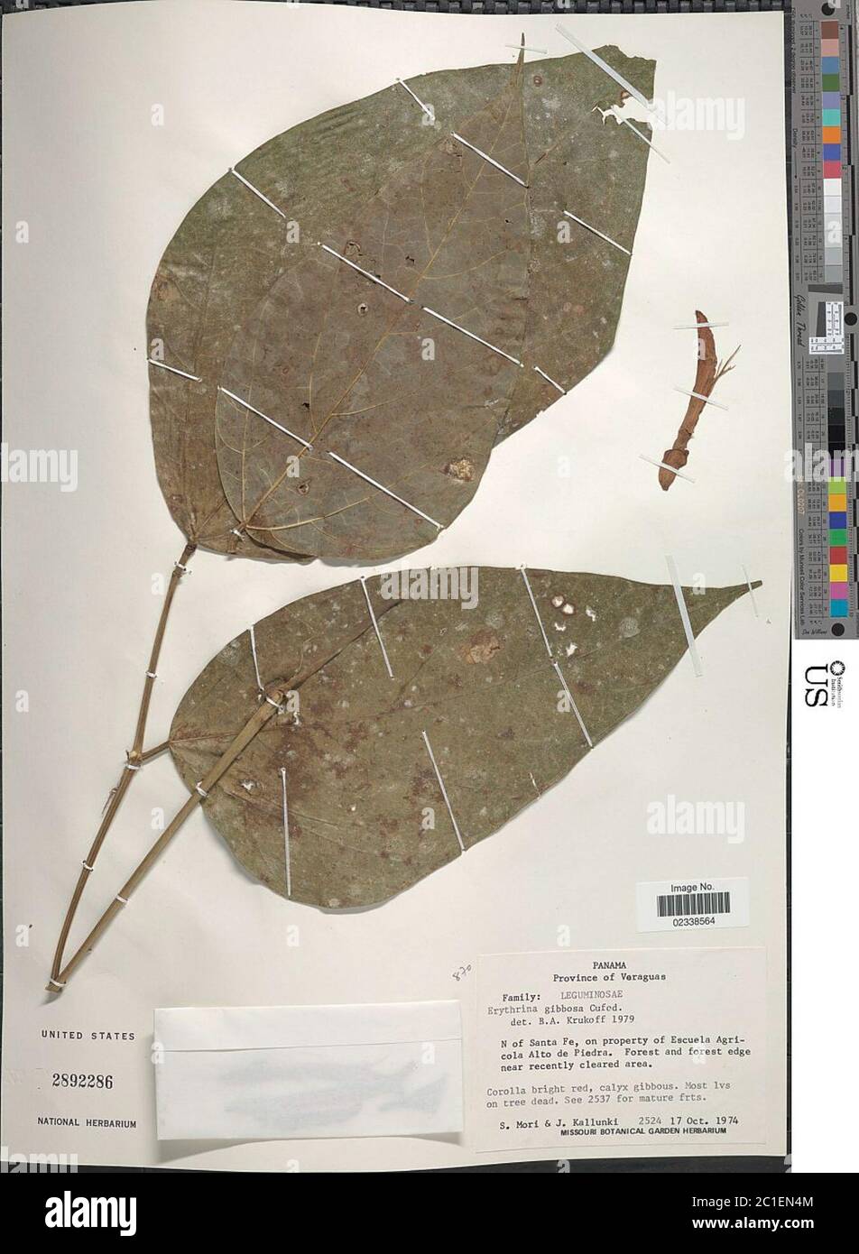 Erythrina gibbosa Cufod Erythrina gibbosa Cufod. Stock Photo