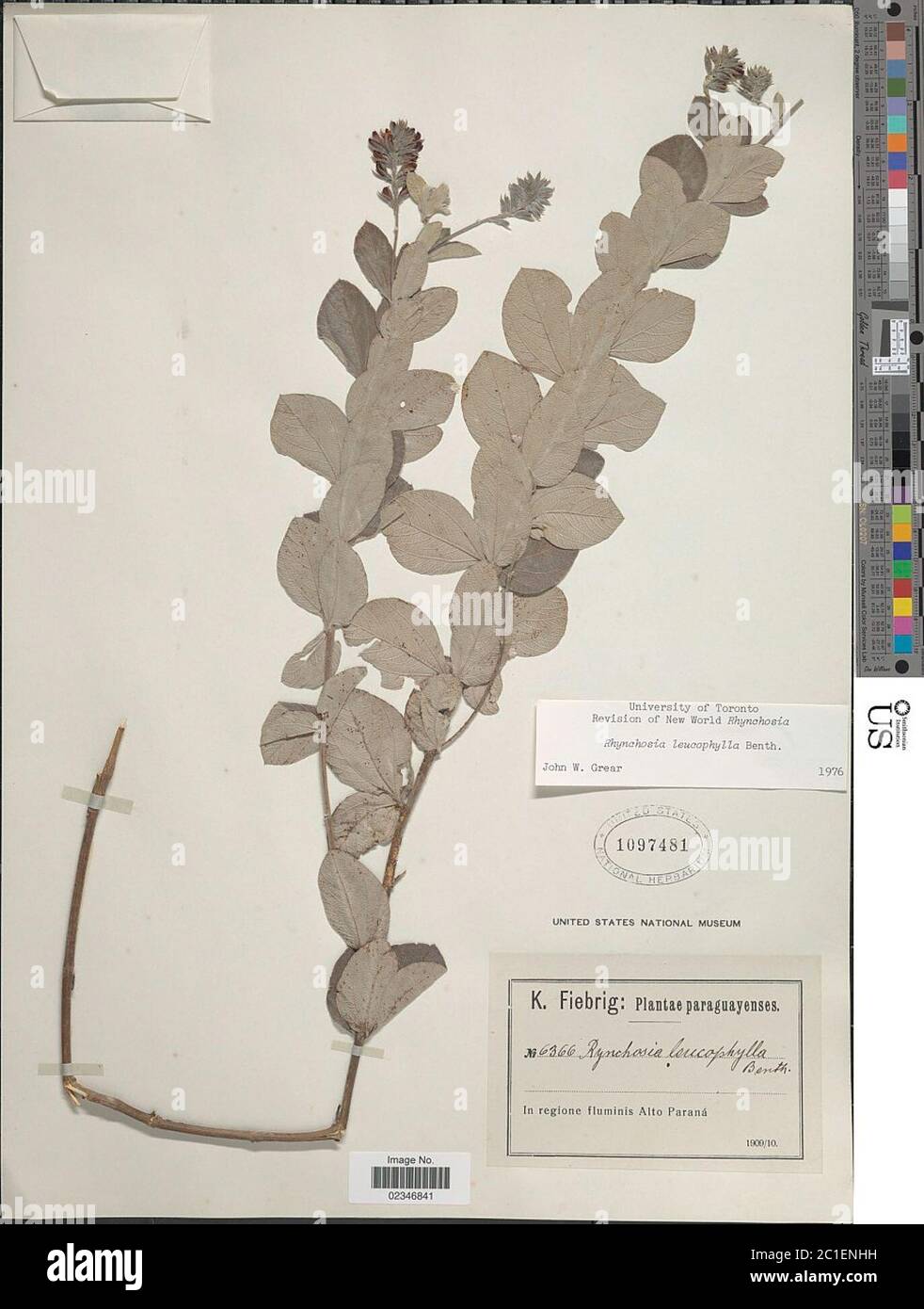 Rhynchosia leucophylla Benth Rhynchosia leucophylla Benth. Stock Photo