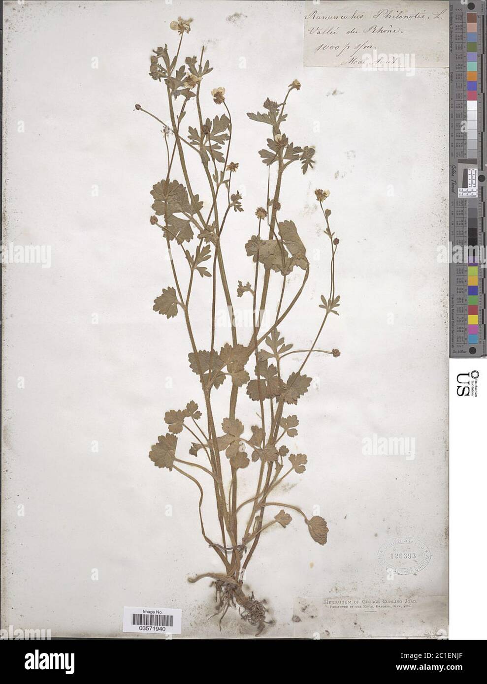 Ranunculus philonotis Ehrh Ranunculus philonotis Ehrh. Stock Photo