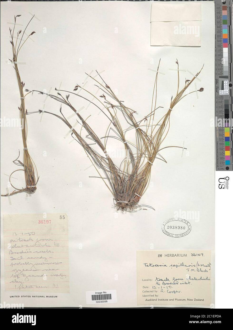Machaerina capillacea Benth T Koyama Machaerina capillacea Benth T Koyama. Stock Photo