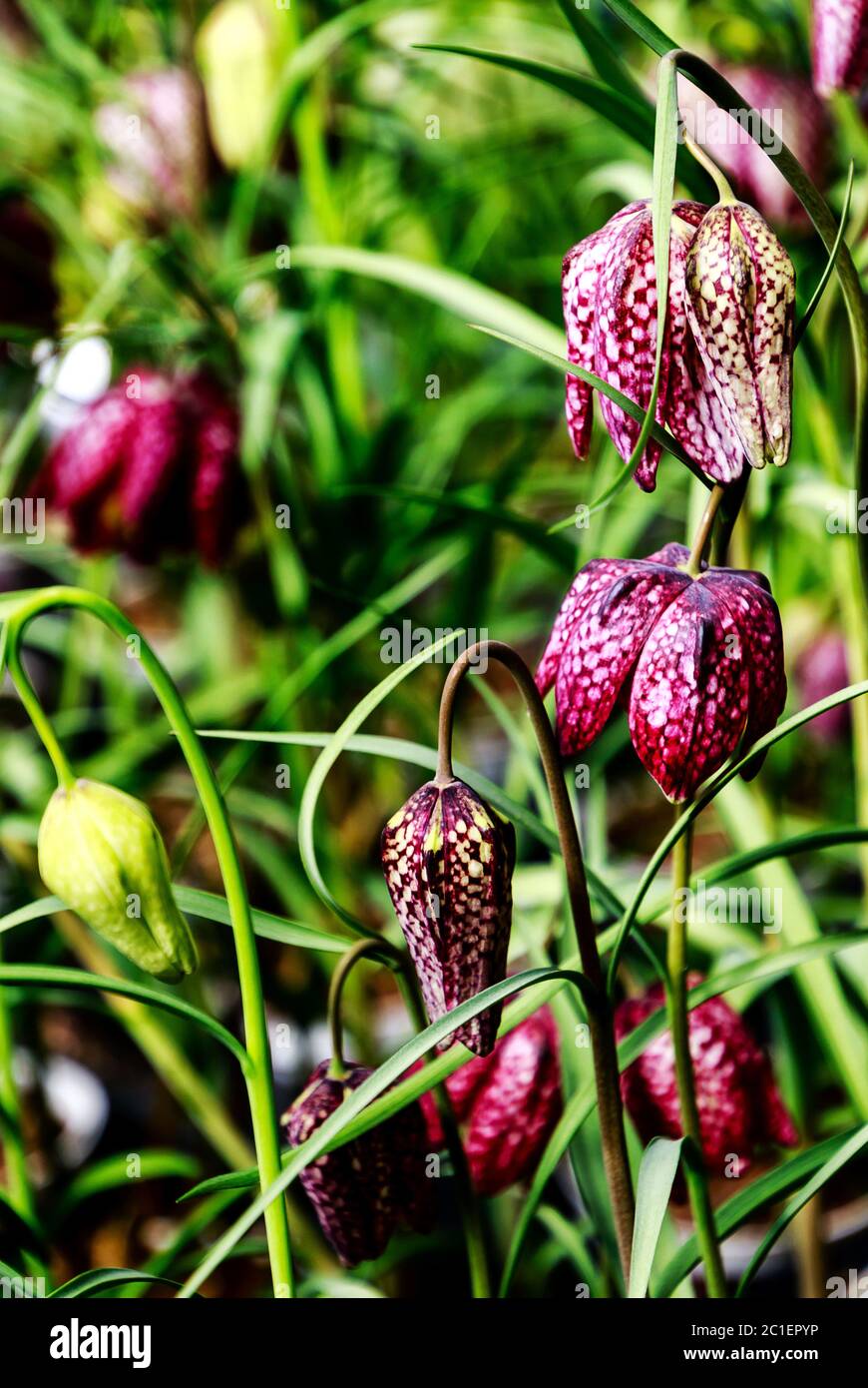 Guinea Hen Flower or Snake's Head - Fritillaria meleagris flowers with unique dainty chequered bell shaped flowers. Stock Photo