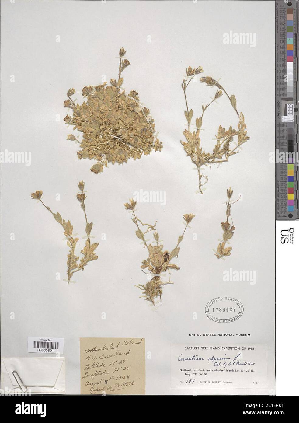 Cerastium alpinum L Cerastium alpinum L. Stock Photo