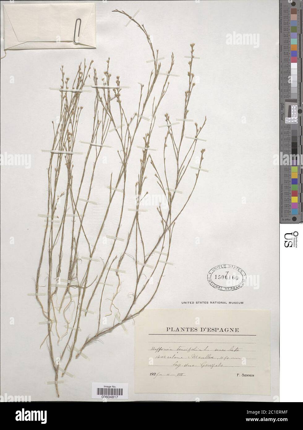 Buffonia tenuifolia Buffonia tenuifolia. Stock Photo