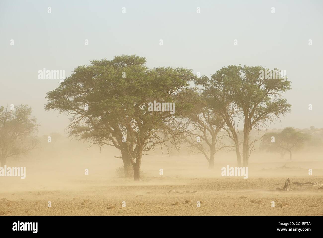 Sand storm - Kalahari desert Stock Photo