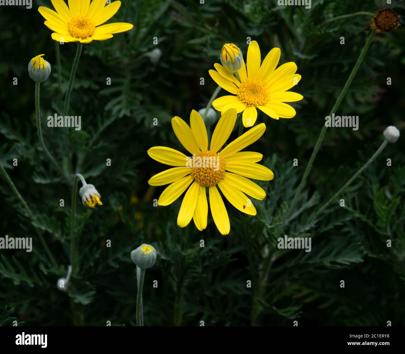 This small lovely yellow flowers are Dyssodia tenuiloba and also; Dahlberg Daisy, Gold Carpet, Golden Fleece, Prickly Leaf, Shooting Star. Stock Photo