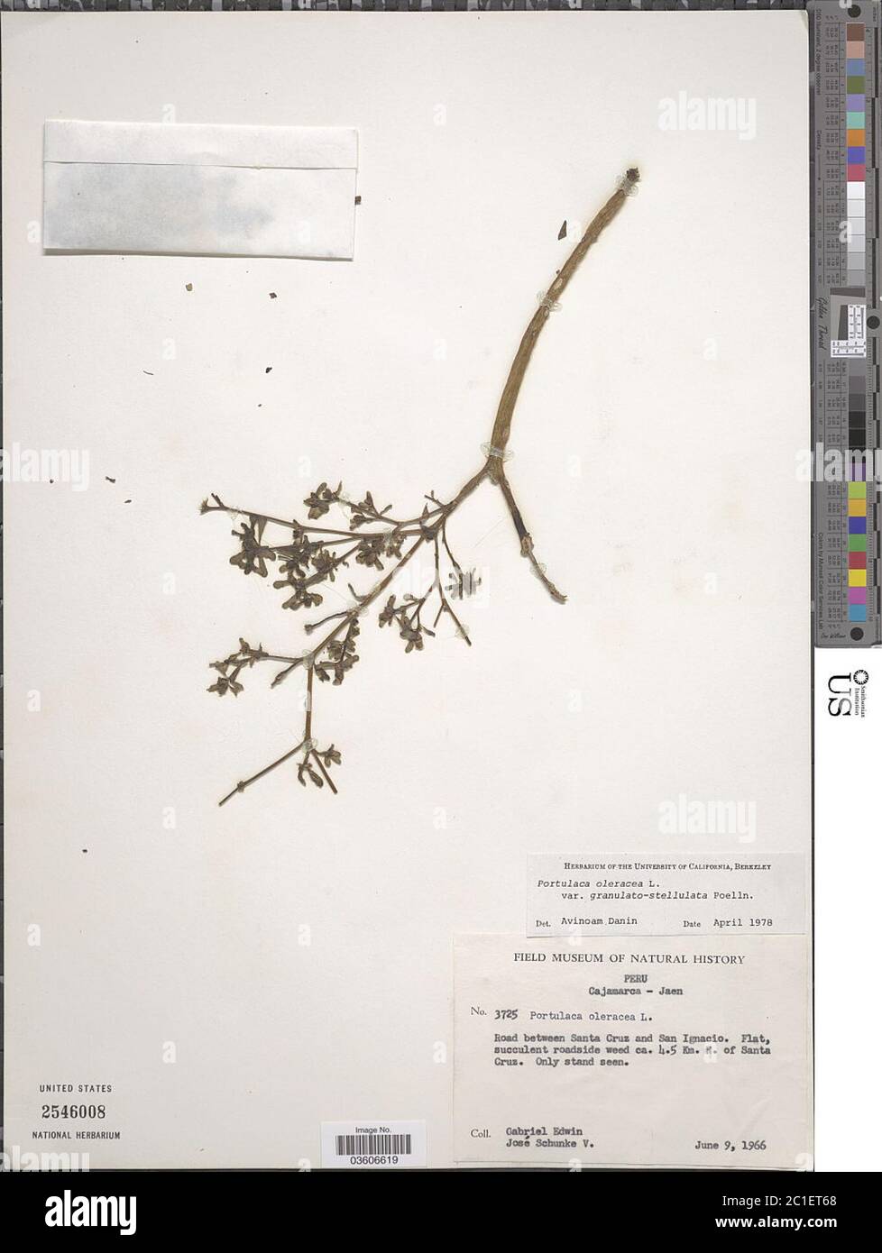 Portulaca oleracea var granulatostellulata Poelln Portulaca oleracea var granulatostellulata Poelln. Stock Photo