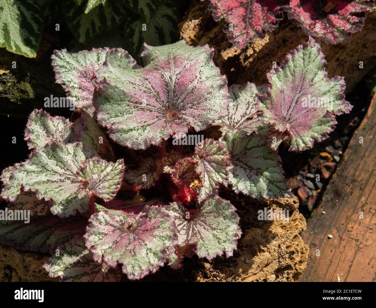 Beautiful color of Begonia Rex, one of the most popular indoor plant, suit for desk or tabletop decoration. Stock Photo