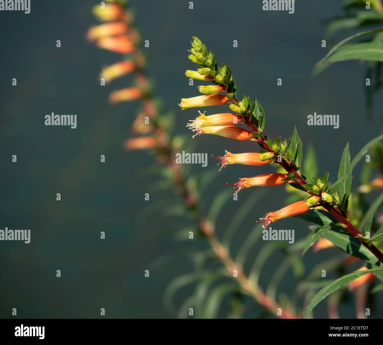 Lovely small tubular flowers; Cuphea Micropetala or Candy Corn Plant flowers. Small evergreen shrub with two-toned color flowers, orange to yellow. Stock Photo