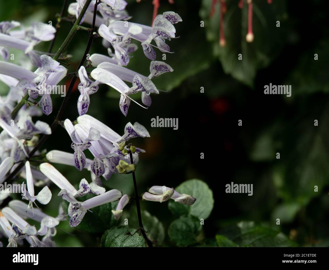 Plectranthus 'Mona Lavender' flowers, other names, Lavender spur flower, Swedish ivy, Mona Lavender . Pale lavender color flowers dashed with dark pur. Stock Photo