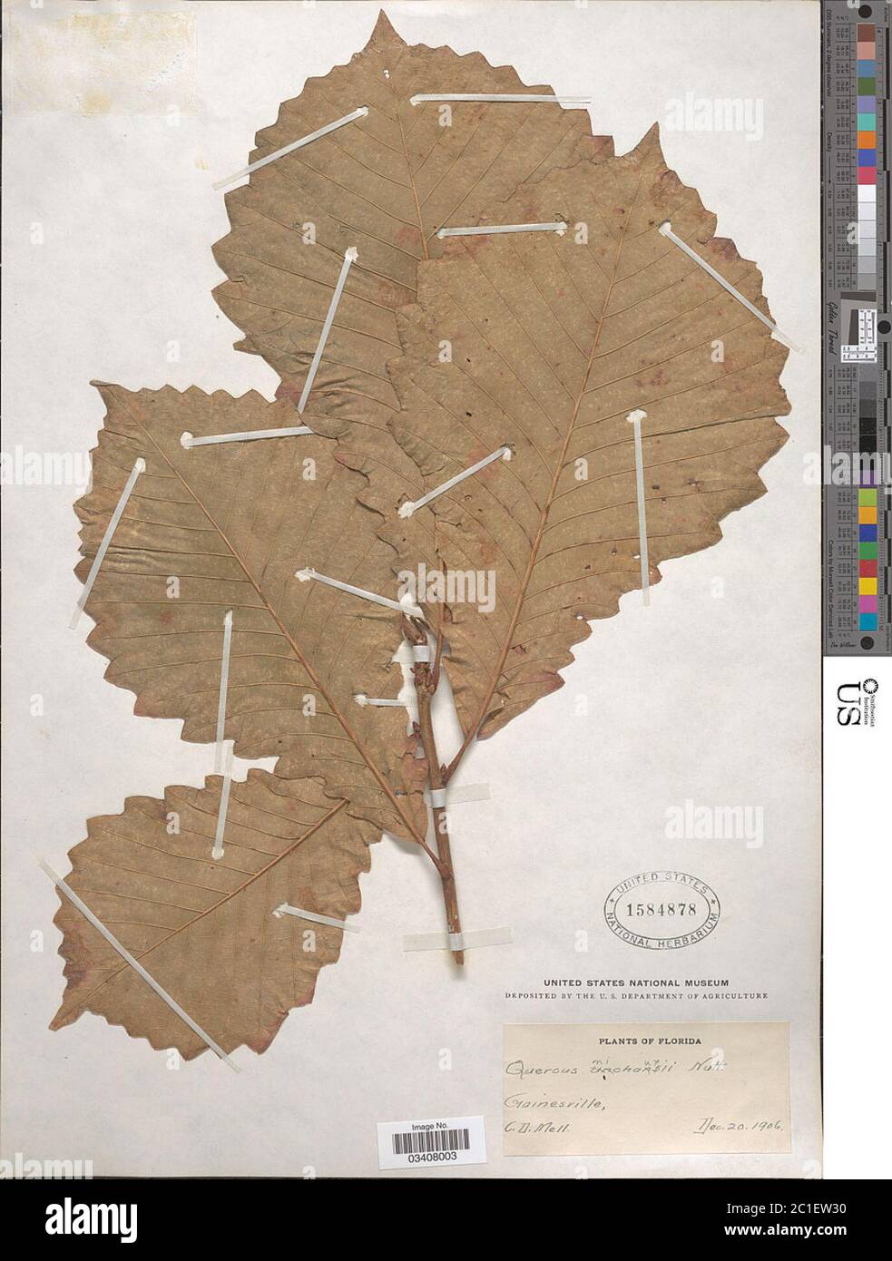 Quercus michauxii Nutt Quercus michauxii Nutt Stock Photo - Alamy