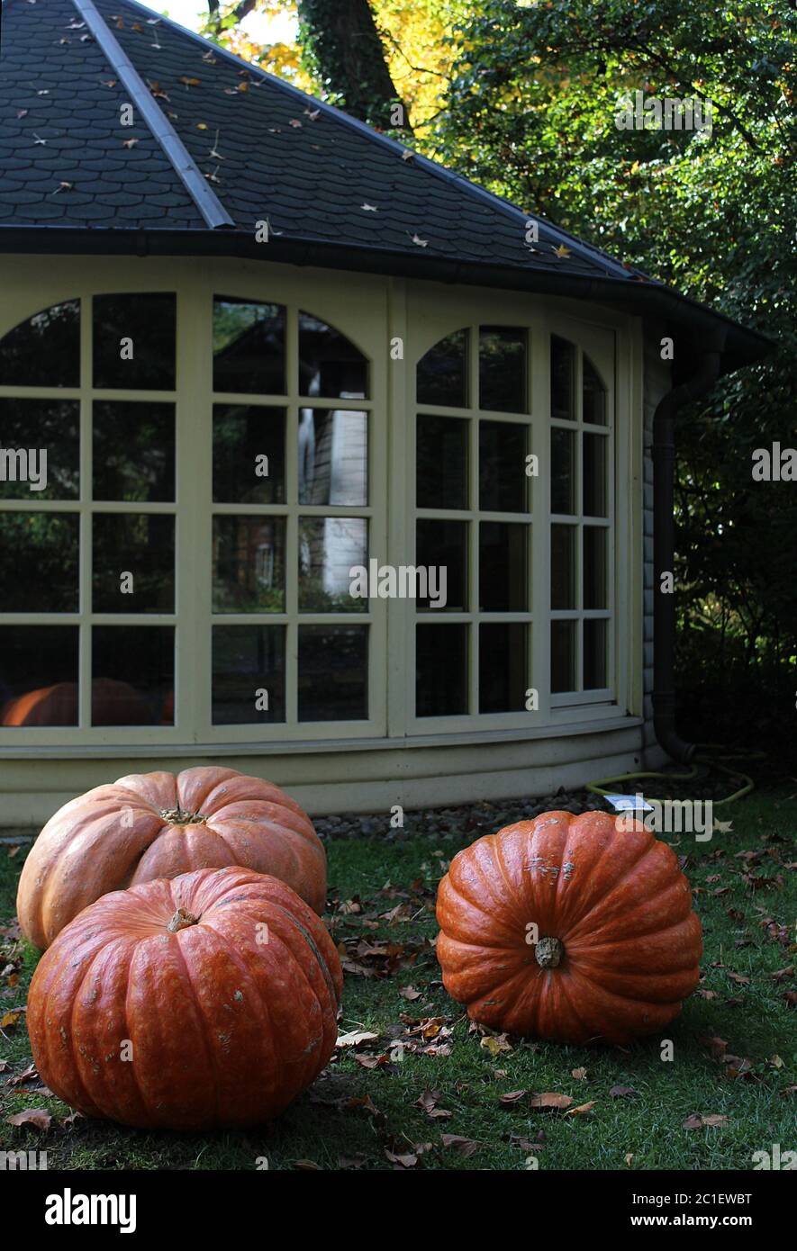 Three large pumpkins in the Botanic Garden in Muenster, Germany. Stock Photo