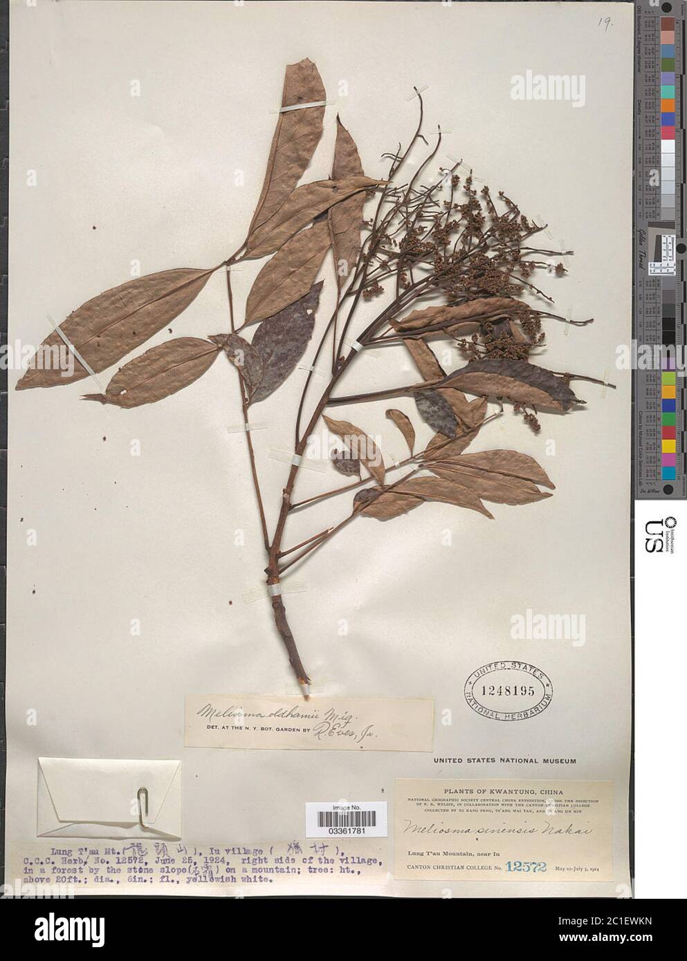 Meliosma rhoifolia Maxim Meliosma rhoifolia Maxim. Stock Photo