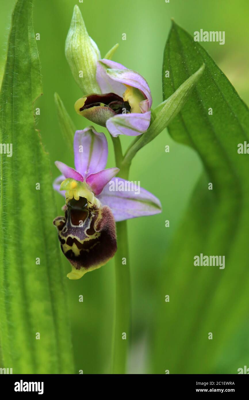 flowers of the hummel ragwurz ophrys holoserica in the liliental at the imperial chair Stock Photo