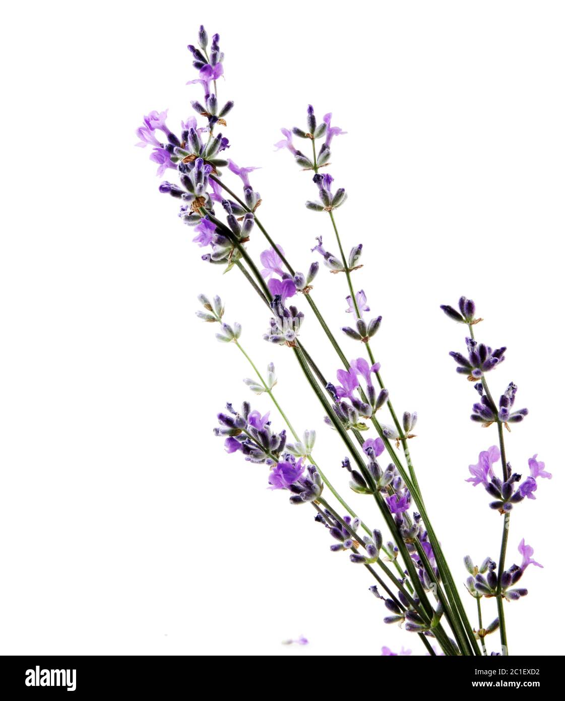 Lavender flower isolated on white background Stock Photo - Alamy