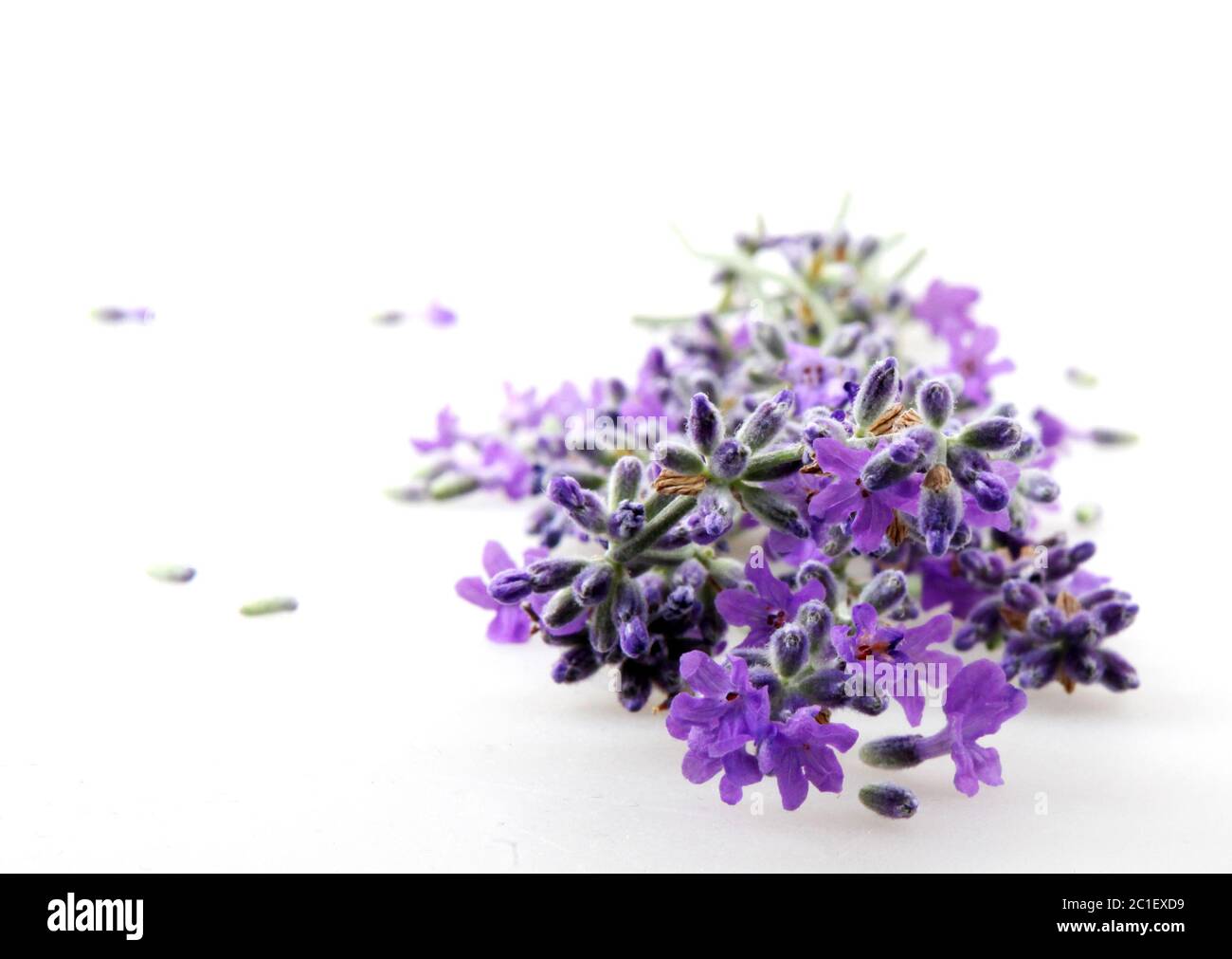 Lavender flower isolated on white background Stock Photo - Alamy