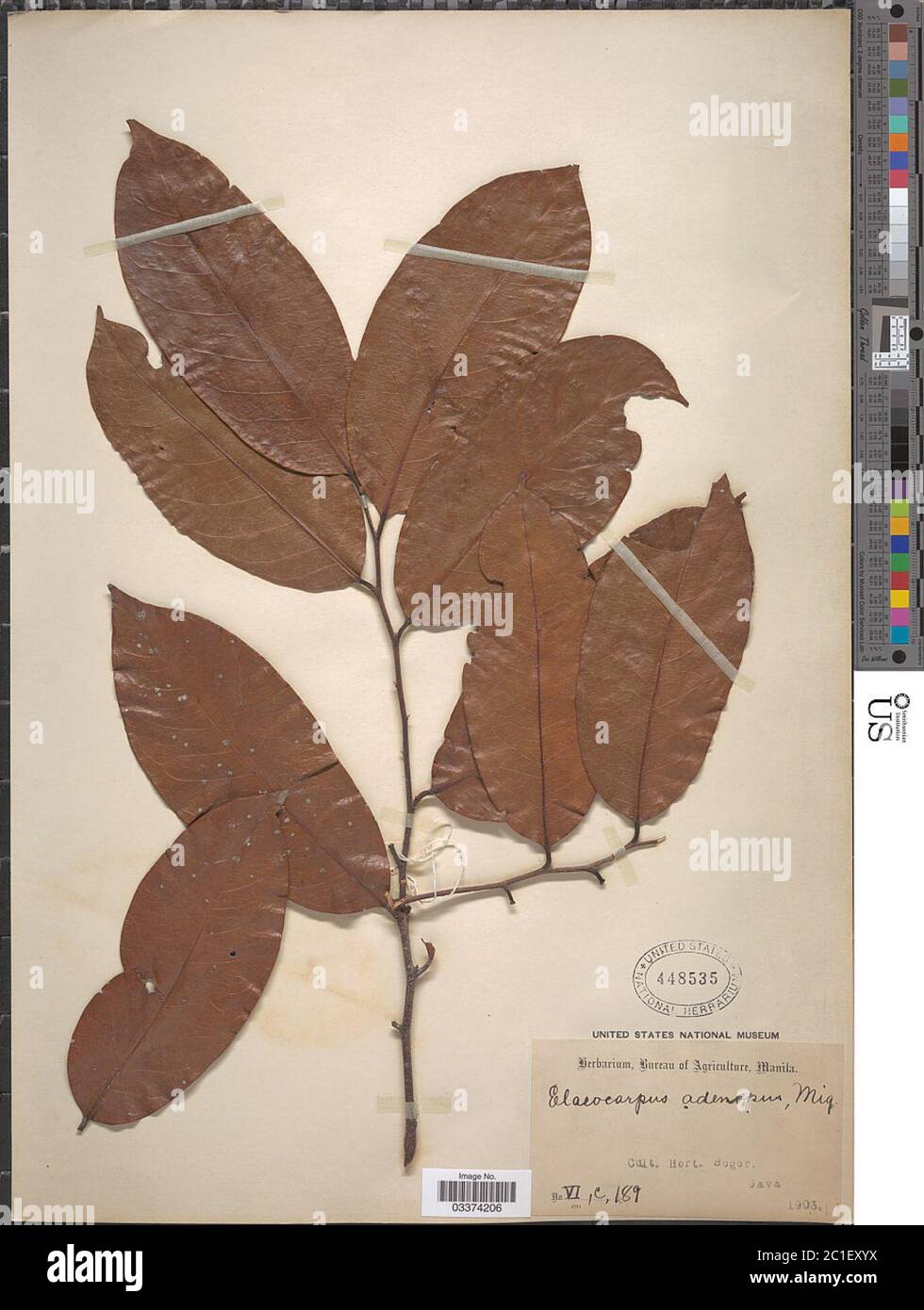 Elaeocarpus adenopus Miq Elaeocarpus adenopus Miq. Stock Photo