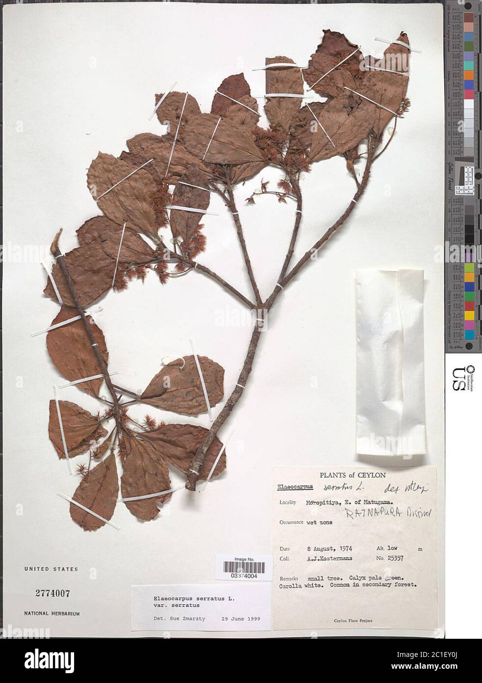 Elaeocarpus serratus var serratus Elaeocarpus serratus var serratus. Stock Photo