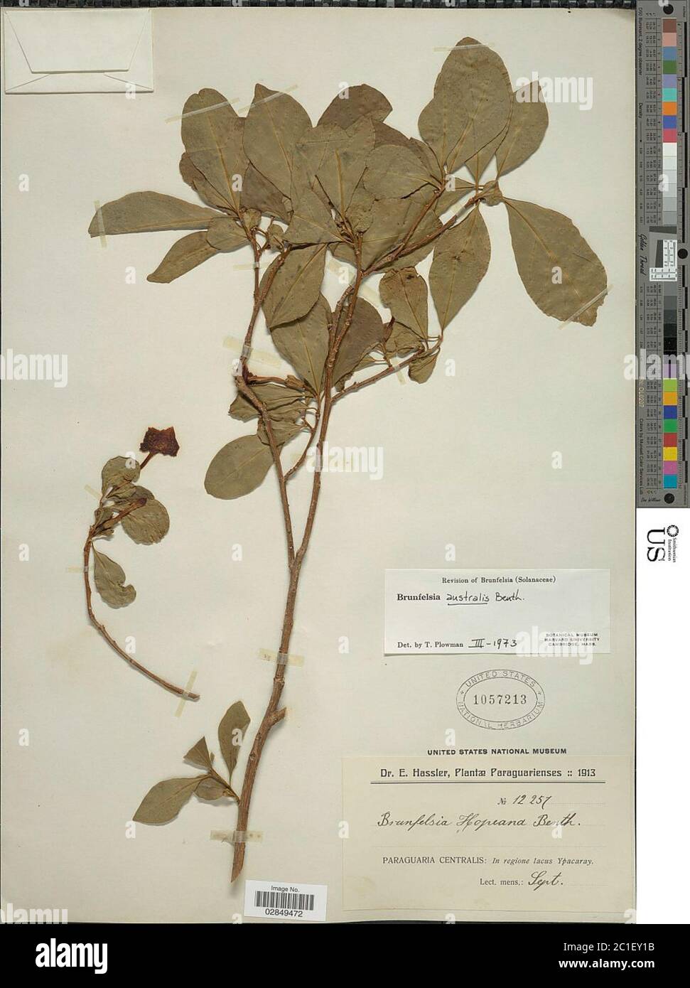 Brunfelsia australis Benth Brunfelsia australis Benth. Stock Photo