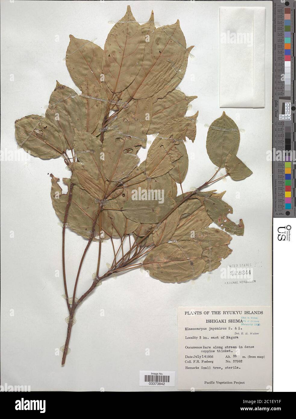 Elaeocarpus japonicus Siebold Zucc Elaeocarpus japonicus Siebold Zucc. Stock Photo