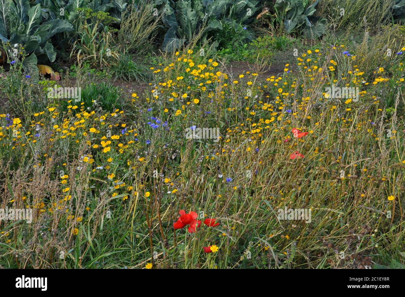 Wild flowers growing around the margin of a field of cauliflower.Poppies,Corn Marigold,Cornflower, various grasses and weeds.West Penwith, Cornwall.UK Stock Photo