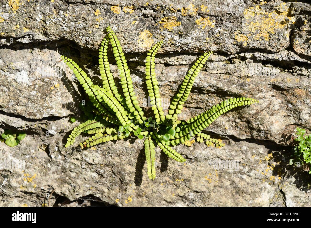 Maidenhair Spleenwort 'Asplenium trichomanes' The fern growing in a crevice on a lichen covered limestone wall in a town in Somerset. Stock Photo