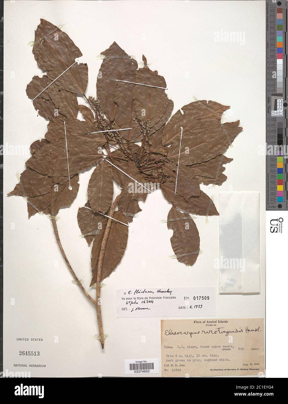 Elaeocarpus rarotongensis Hemsl Elaeocarpus rarotongensis Hemsl. Stock Photo